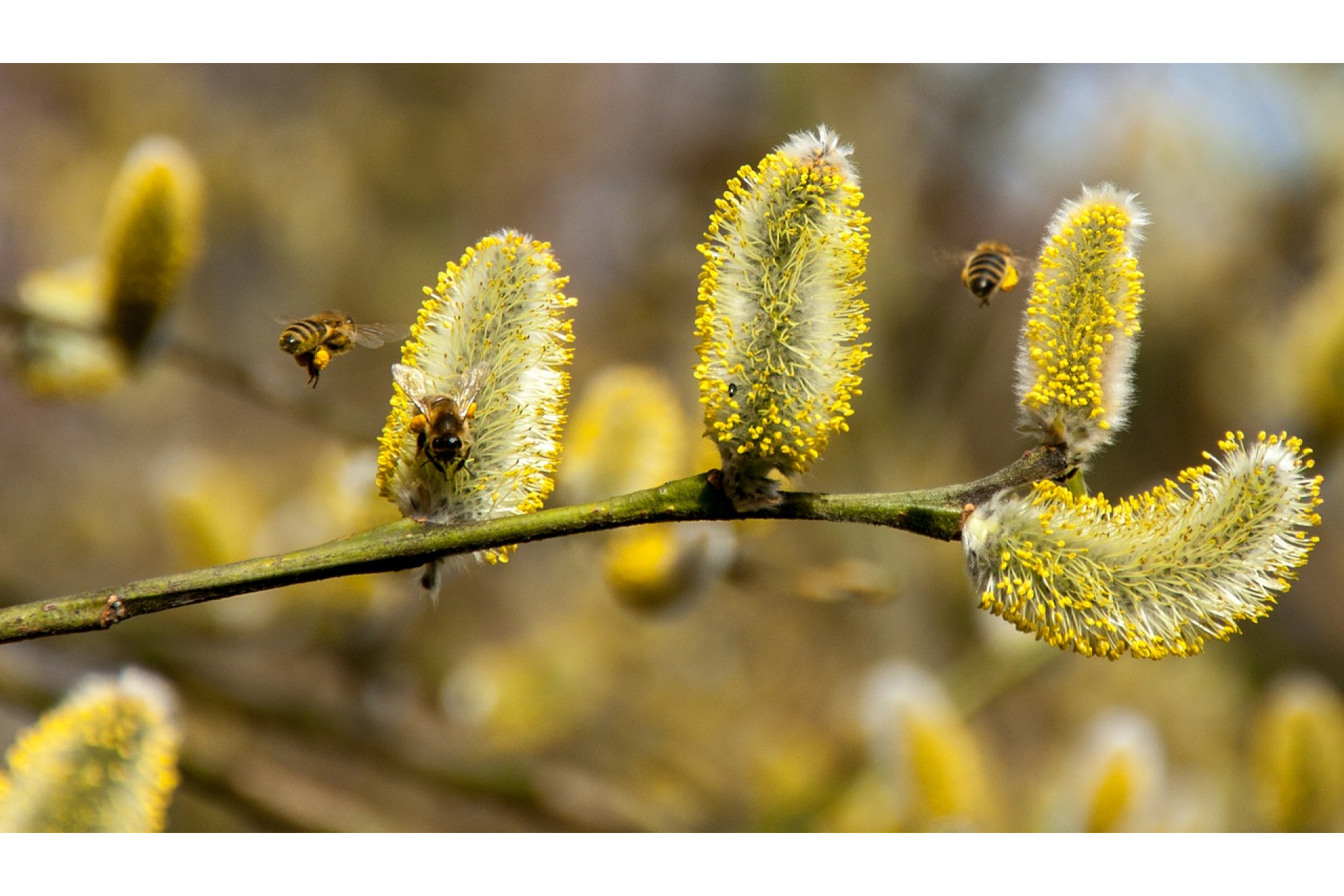 Allergiás tünetek – meglepetéseket okozhat az enyhe téli idő