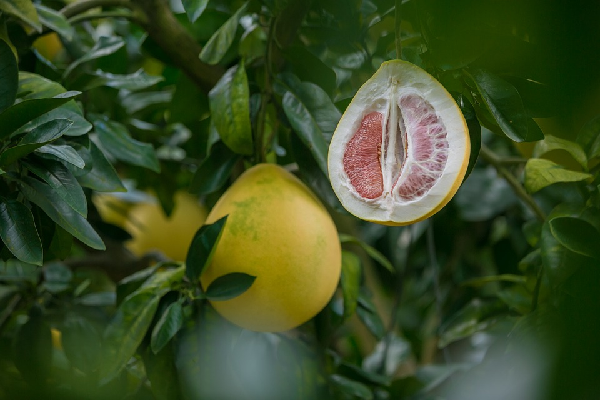 Pomelo, az immunrendszer őre