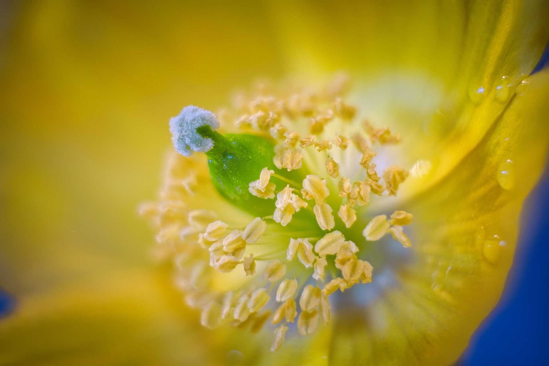 Allergiaszezon nyáron is: Pollen, parlagfű, poratkák elleni védekezés